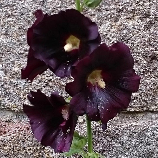 Schwarze Stockrose Nigra - Bakker