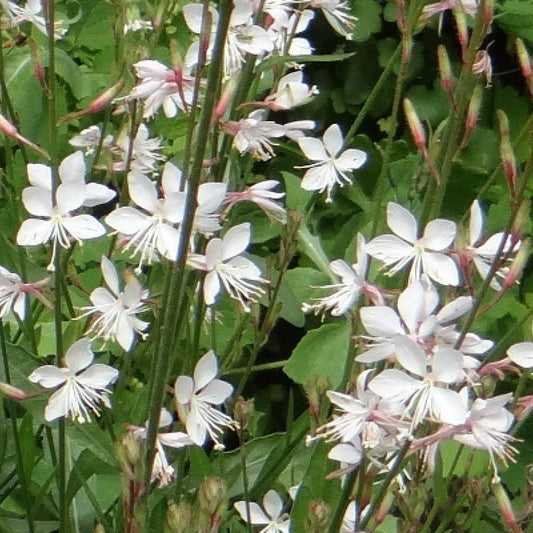 Prachtkerze Summer Breeze - Bakker