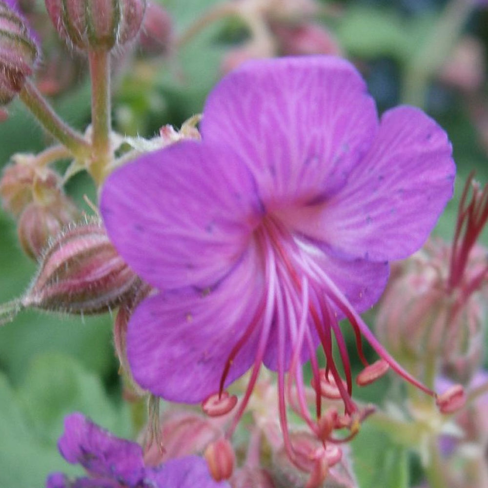 Balkan-Storchschnabel - Geranium macrorrhizum - Gartenpflanzen