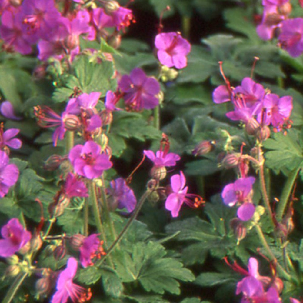 Balkan-Storchschnabel - Geranium macrorrhizum - Sträucher und Stauden