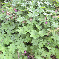 Balkan-Storchschnabel - Geranium macrorrhizum - Stauden