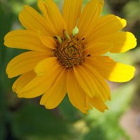 Sonnenauge Sommersonne - Heliopsis helianthoides sommersonne - Gartenpflanzen