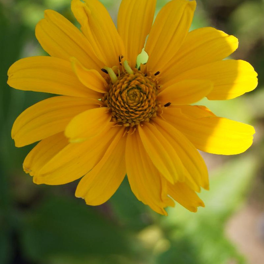 Sonnenauge Sommersonne - Heliopsis helianthoides sommersonne - Gartenpflanzen