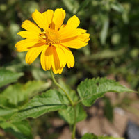 Sonnenauge Sommersonne - Heliopsis helianthoides sommersonne - Sträucher und Stauden