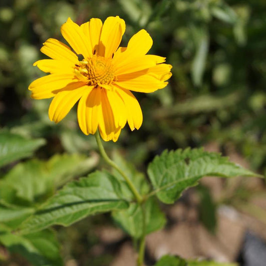 Sonnenauge Sommersonne - Heliopsis helianthoides sommersonne - Sträucher und Stauden