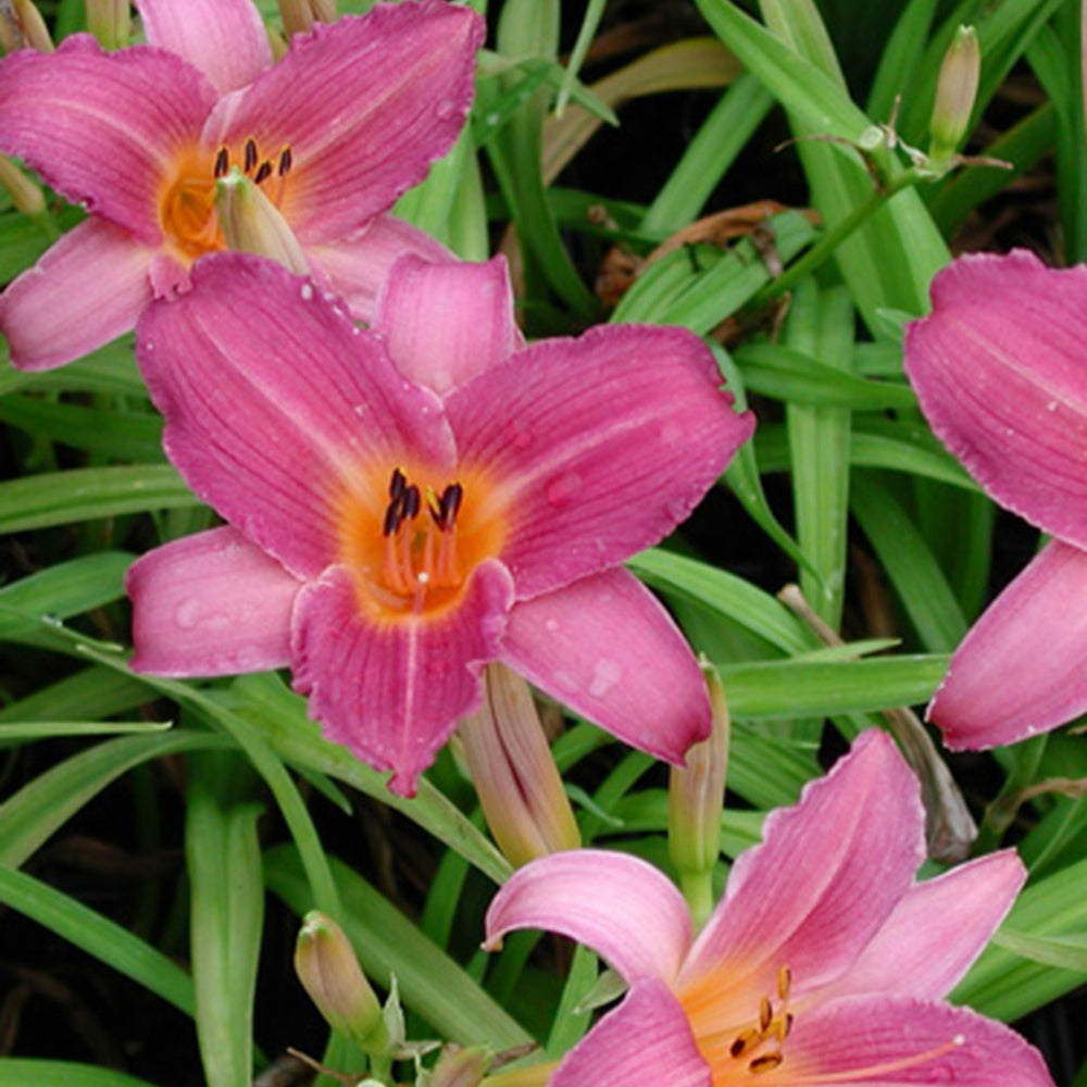 Taglilie Sugar Candy - Hemerocallis sugar candy - Gartenpflanzen