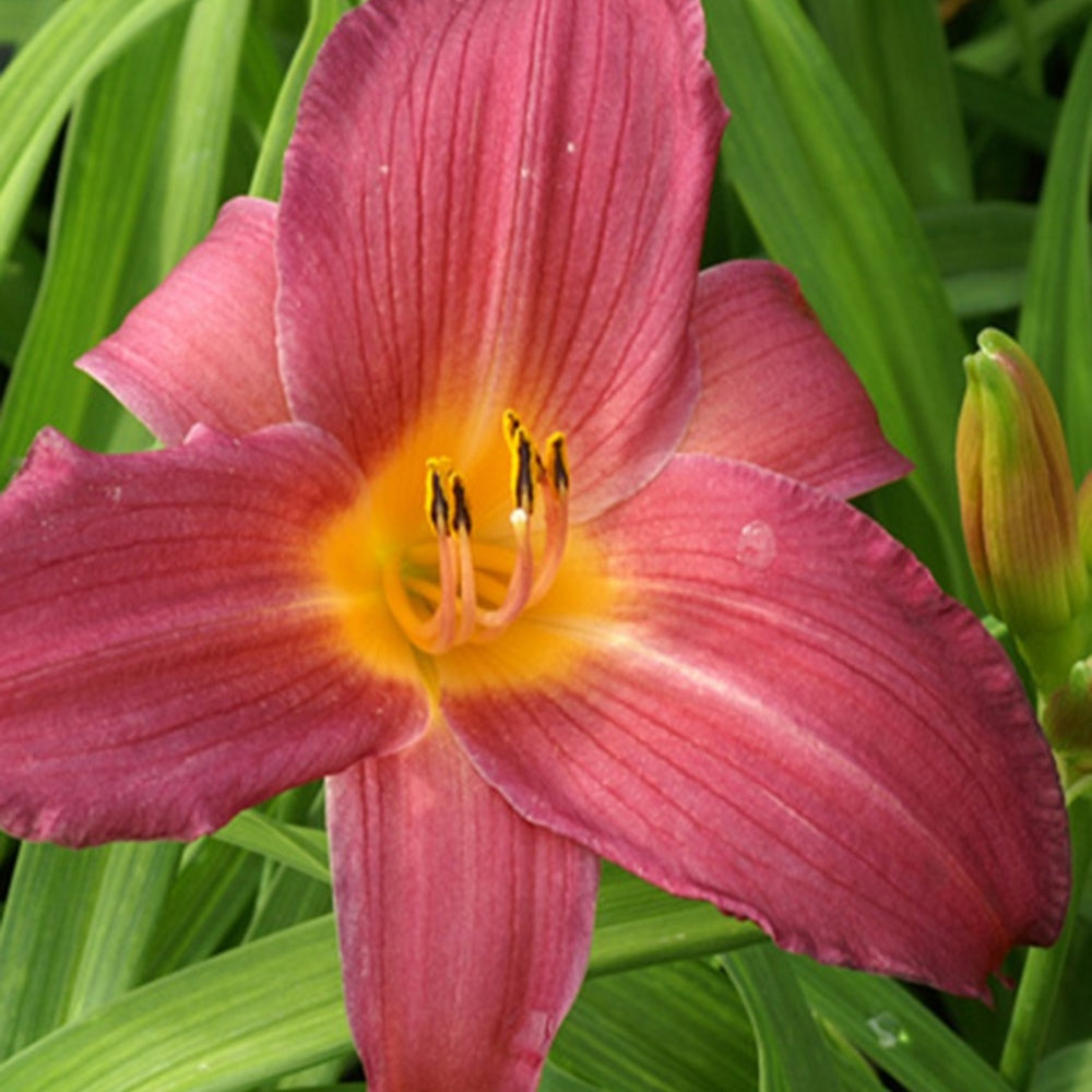 Taglilie Sugar Candy - Hemerocallis sugar candy - Sträucher und Stauden