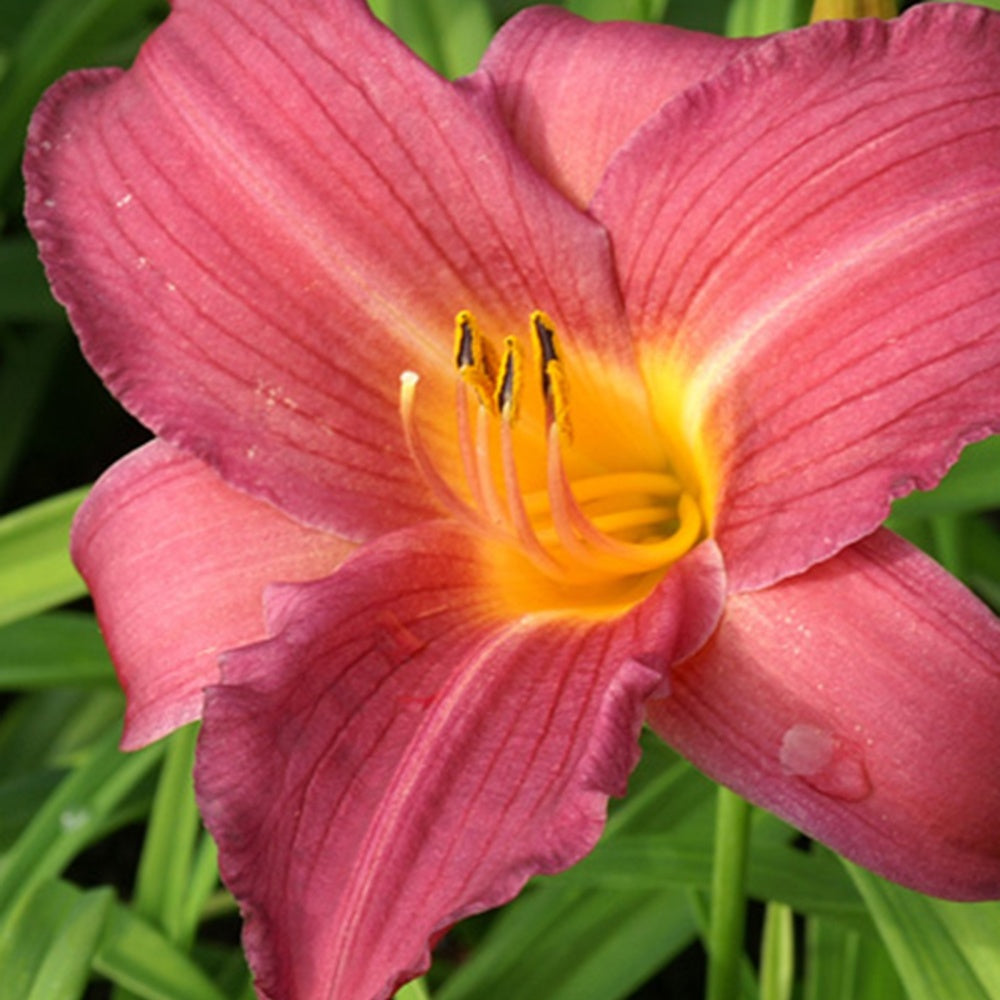 Taglilie Sugar Candy - Hemerocallis sugar candy - Stauden