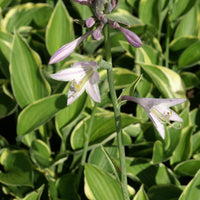 Funkie - Hosta fortunei aureomarginata - Gartenpflanzen