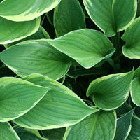 Funkie - Hosta fortunei aureomarginata - Sträucher und Stauden