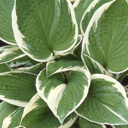 Funkie Francee - Hosta hybride francee  - - Gartenpflanzen