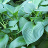 Funkie Devon Green - Hosta devon green - Gartenpflanzen