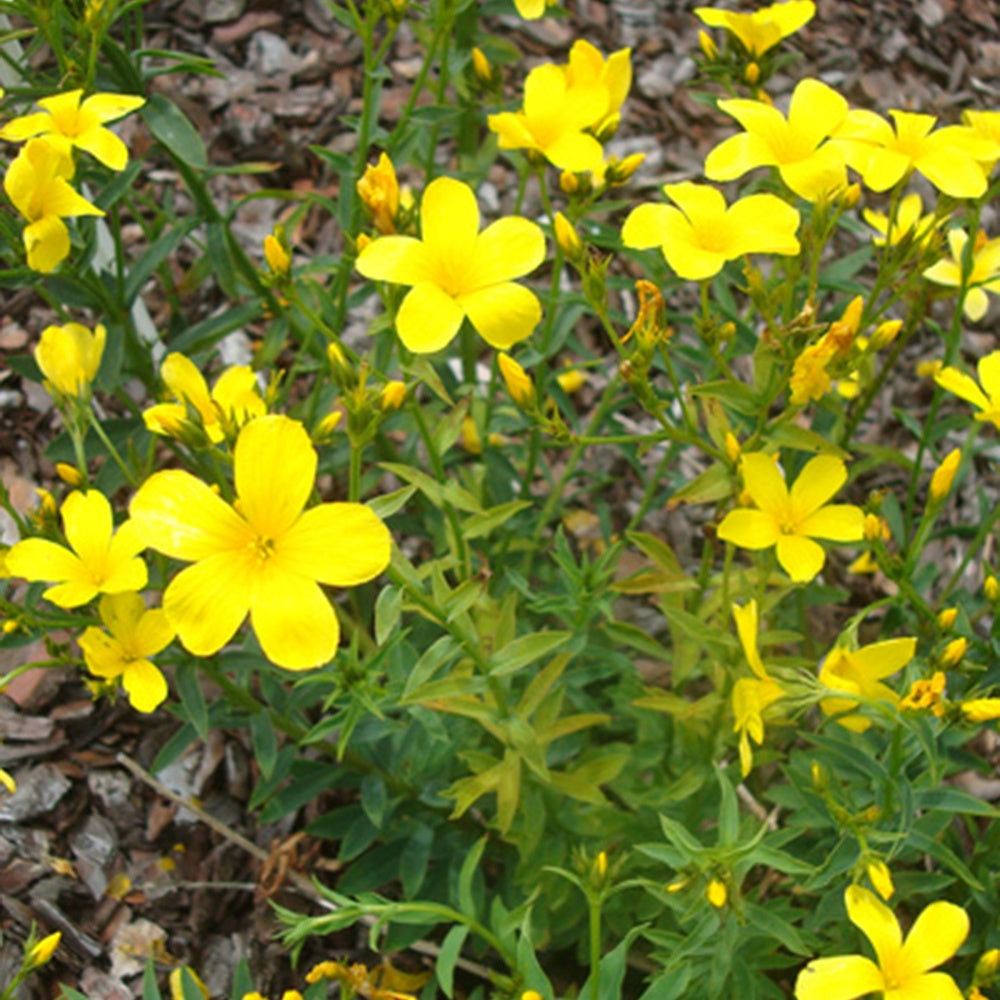 Gelber Lein Compactum - Linum flavum compactum - Gartenpflanzen