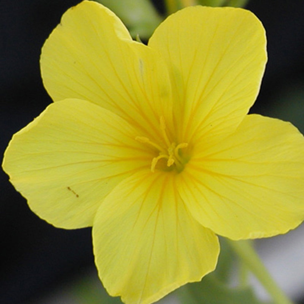 Gelber Lein Compactum - Linum flavum compactum - Sträucher und Stauden