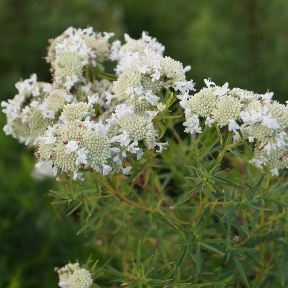 Bergminze - Psycnanthemum flexuosum - Sträucher und Stauden