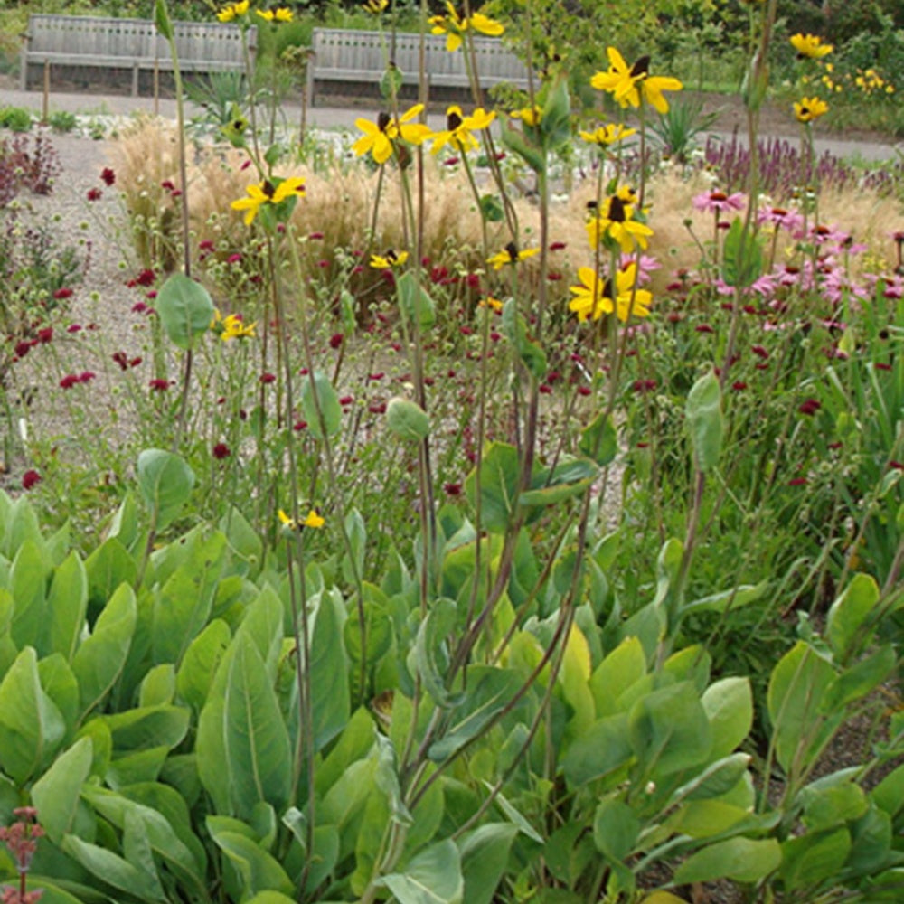 Großer Sonnenhut - Rudbeckia maxima - Gartenpflanzen