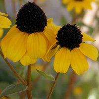 Dreilappiger Sonnenhut - Rudbeckia  triloba - Gartenpflanzen