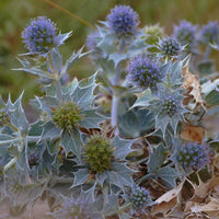 Stranddistel Maritime Panicaut - Eryngium maritimum - Sträucher und Stauden