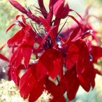 Lobelie Russian Princess - Lobelia speciosa russian princess - Sträucher und Stauden