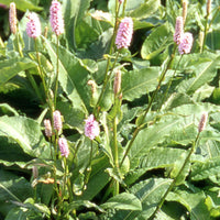 Knöterich Superba - Persicaria bistorta superba - Gartenpflanzen