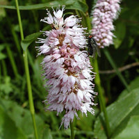 Knöterich Superba - Persicaria bistorta superba - Sträucher und Stauden