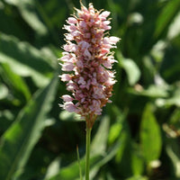 Knöterich Superba - Persicaria bistorta superba - Stauden