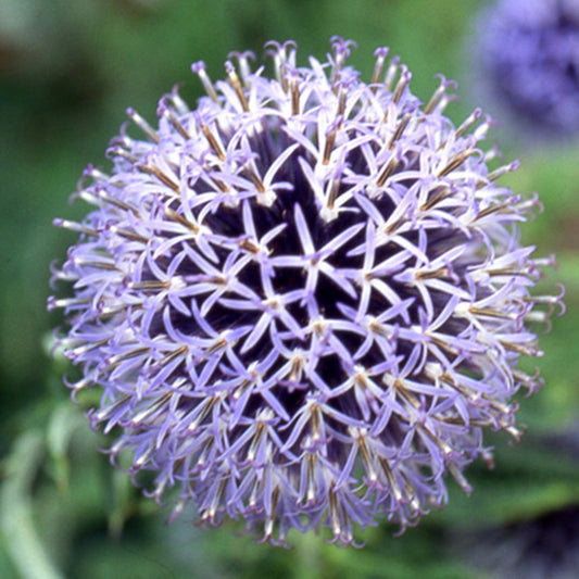 Kugeldistel Blue Globe - Echinops bannaticus blue globe - Gartenpflanzen