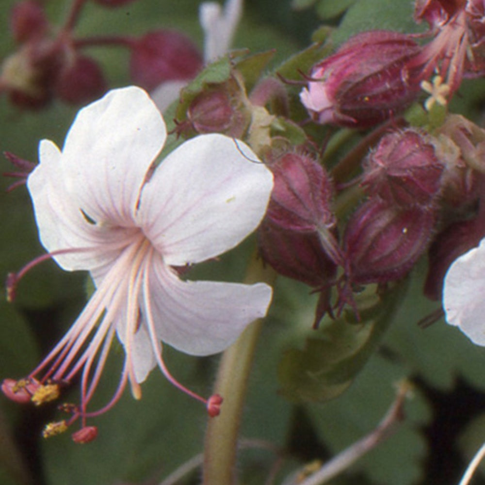 Balkan-Geranium Spessart - Geranium macrorrhizum spessart - Gartenpflanzen