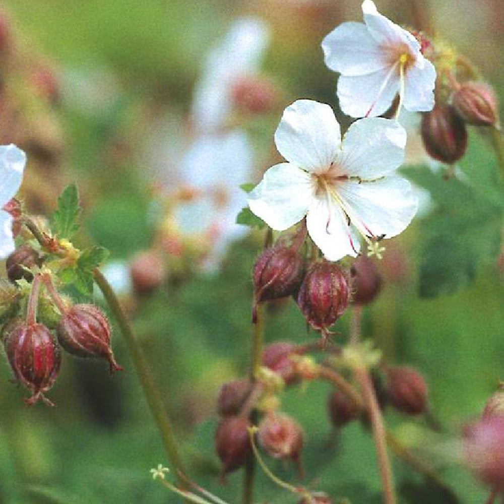 Balkan-Geranium Spessart - Geranium macrorrhizum spessart - Sträucher und Stauden