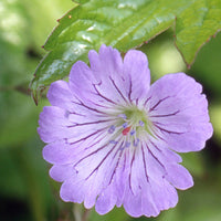 Knorrige Staudengeranie - Geranium nodosum - Gartenpflanzen