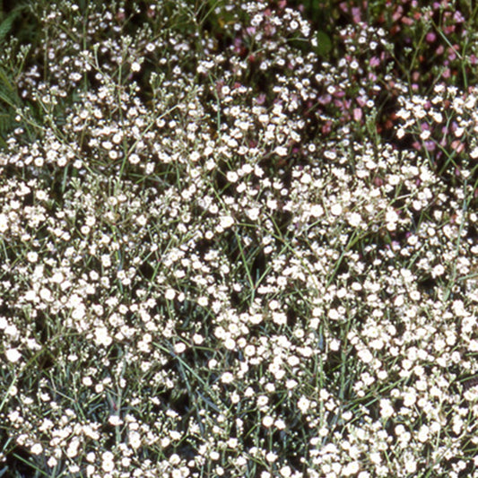 Gefülltes Schleierkraut Bristol Fairy - Bakker