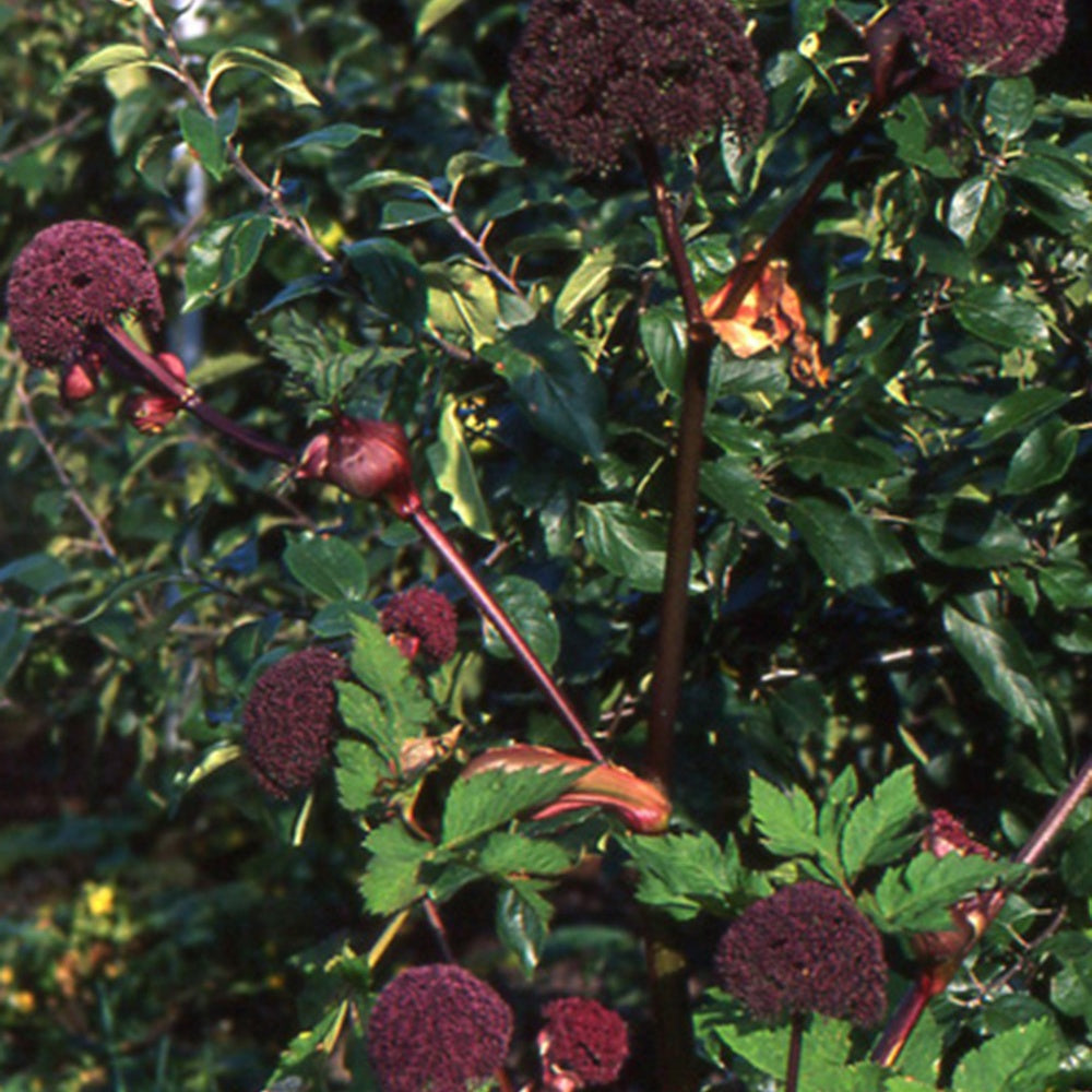 Angelique - Angelica gigas - Gartenpflanzen