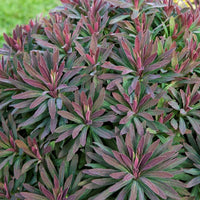 Wolfsmilch Ruby Glow - Euphorbia amygdaloides ruby glow - Gartenpflanzen