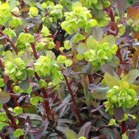 Wolfsmilch Ruby Glow - Euphorbia amygdaloides ruby glow - Sträucher und Stauden