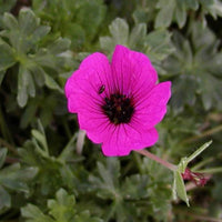 Geranie Splendens - Geranium cinereum splendens - Gartenpflanzen