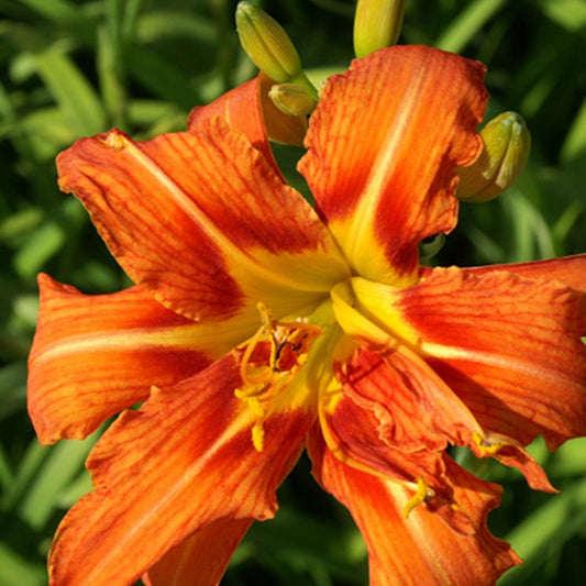 Gefüllte Fackellilie Flore Pleno - Bakker