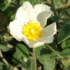 Zistrose - Cistus obtusifolius - Sträucher und Stauden