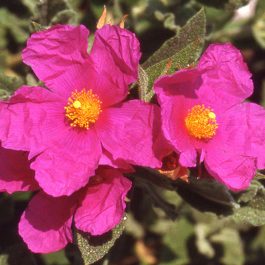 Zistrose - Cistus pulverulentus - Gartenpflanzen