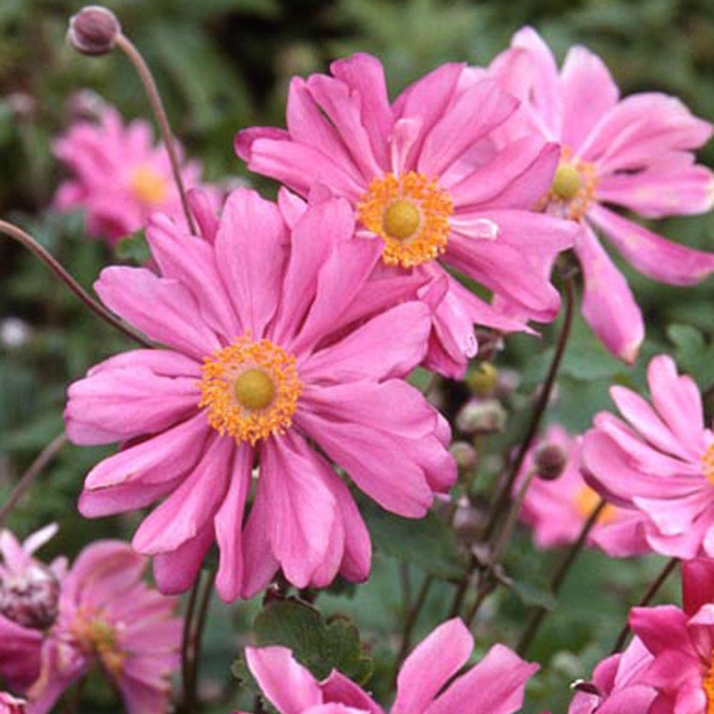 Herbstanemone Prinz Heinrich - Anemone hupehensis 'prinz heinrich' - Gartenpflanzen