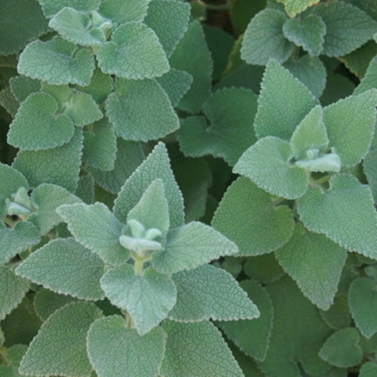 Schwarznessel - Bakker