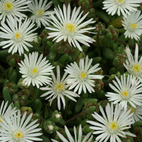 Garten-Mittagsblume Graaf Reinet - Delosperma 'graaf reinet' - Gartenpflanzen