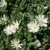 Garten-Mittagsblume Graaf Reinet - Delosperma 'graaf reinet' - Stauden