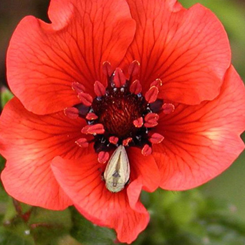 Blutrotes Fingerkraut - Potentilla atrosanguinea - Gartenpflanzen