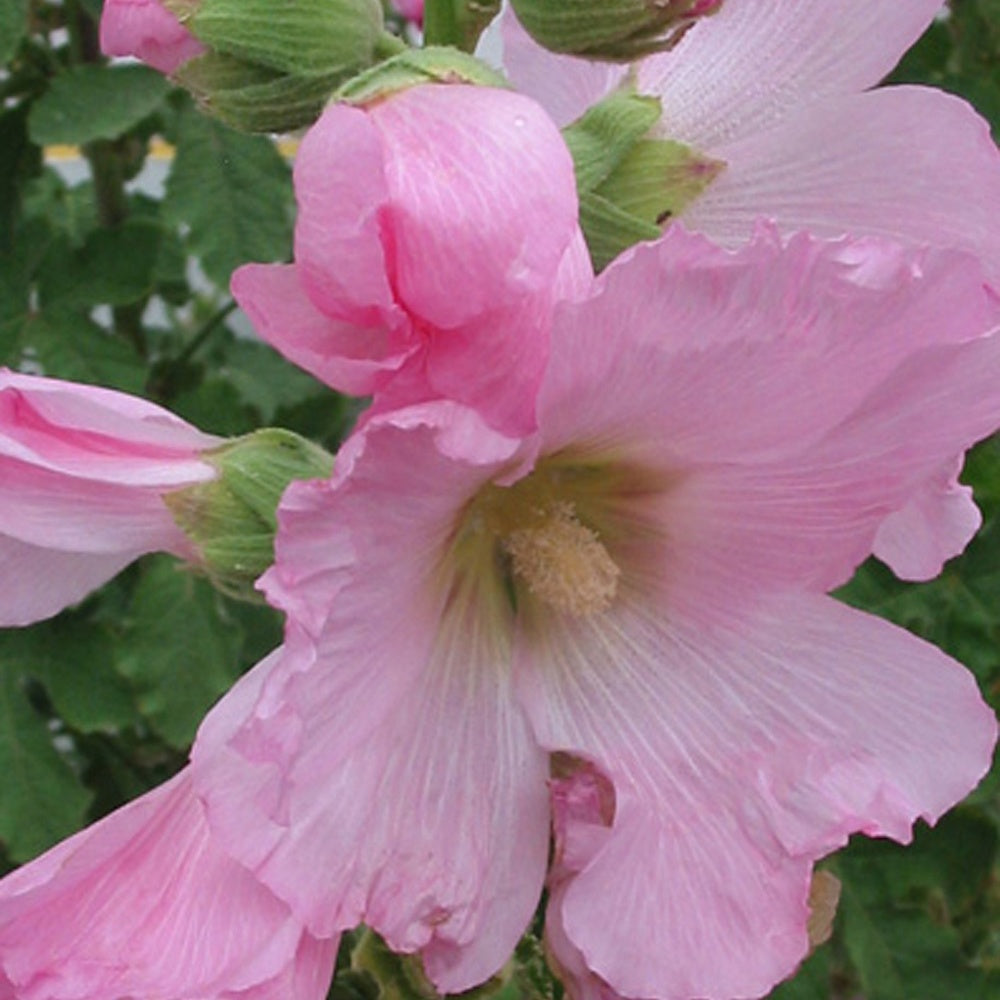 Feigenblättrige Stockrose - Alcea ficifolia - Gartenpflanzen