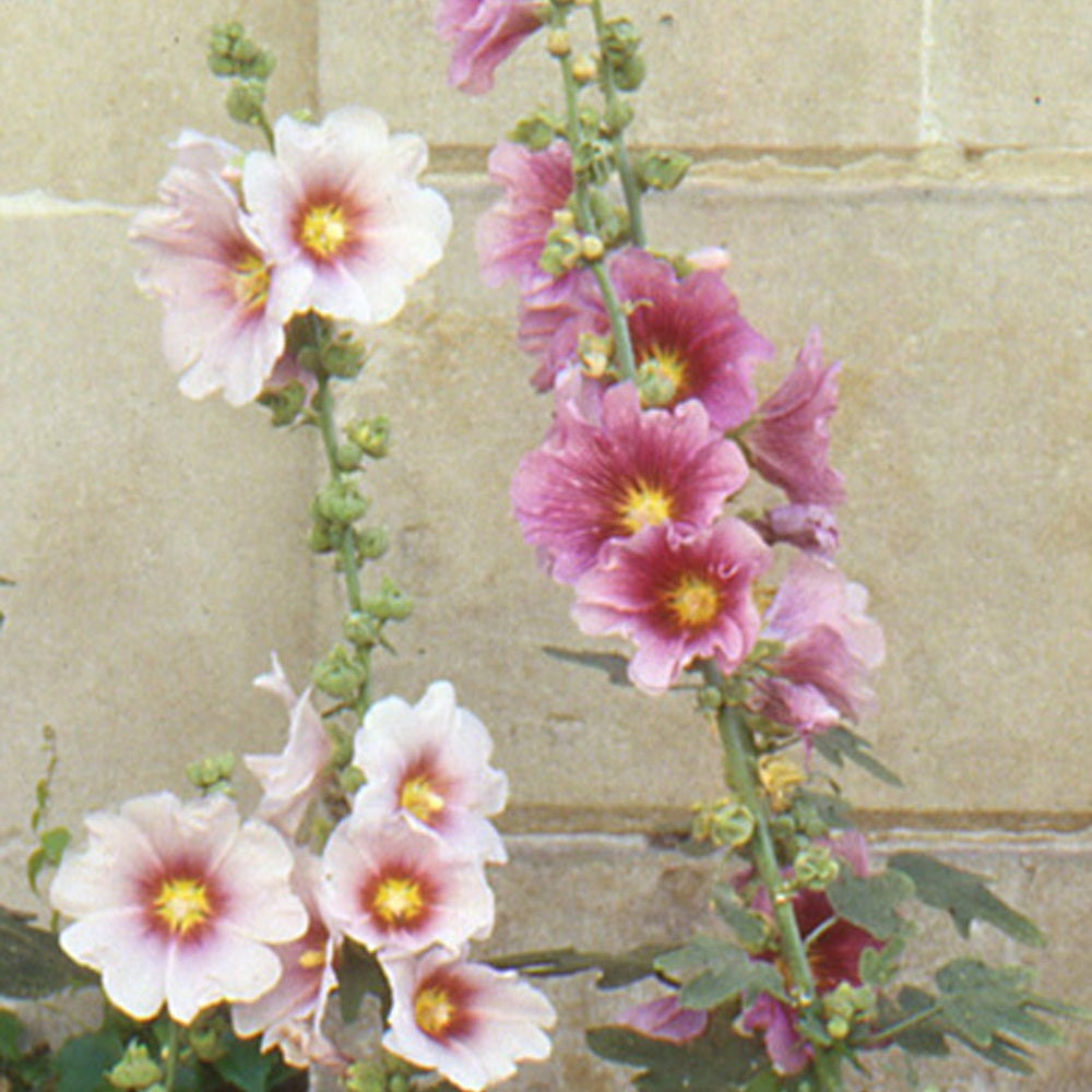 Feigenblättrige Stockrose - Alcea ficifolia - Sträucher und Stauden