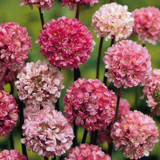 Breitblättrige Grasnelke Ballerina Lilac - Armeria pseudarmeria 'ballerina lilac' - Gartenpflanzen