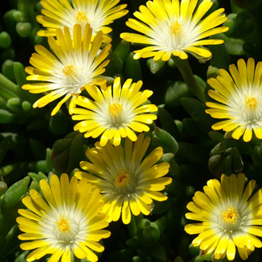 Mittagsblume Jewel of Desert Peridot ® - Delosperma 'jewel of desert peridott' ® - Gartenpflanzen