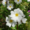 Montpellier-Zistrose - Cistus monspeliensis - Sträucher und Stauden