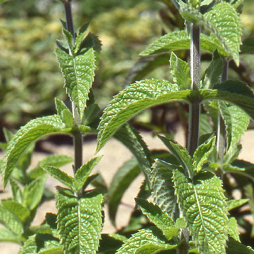 Minze - Marokkanische Minze 'Maroccan' - Mentha spicata
