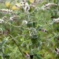 Mentha spicata - Marokkanische Minze 'Maroccan' - Minze